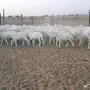 طليان ورخال حريه للبيع الموقع القنفذه