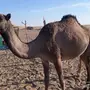 اصيل كفو