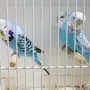 للبيع 3 حبات بادجي انجليزي