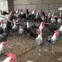 دجاج فيومي للبيع