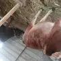 2 حسلان للبيع 