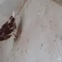طيور لتبني