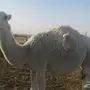 بكرة قصب