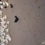 بط بكين وفقاسه للبيع