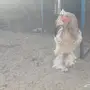 ديوك برهامي 