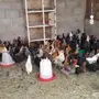 دجاج بلدي 