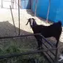 عنز حليب مشروكه