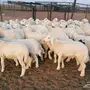 طليان ورخال حريه للبيع
