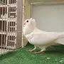 بلجيكي ابيض
