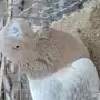 ذكر تركي مشنكل 