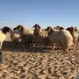غنم نعيم للبيع طيبه