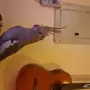 للبيع زوج كروان مع 8 بيضات 