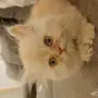 قط شيرازي للبيع 