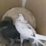 جوز قطيف 