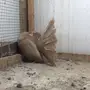 شمسي هولندي اصفر