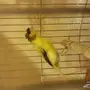 جوز كناري سوري منتج مع البيض 