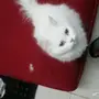 قطه انثى للبيع مع صغارها 