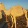 ناقه وضحى