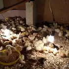 صوص جديد جااهز