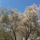 بذور المورينقا البيرقرينا العربية البريه