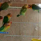 نوادر لبيع الطيور وجميع مستلزماتها