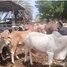 عجول للبيع