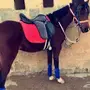 القصيم - *استمارة عرض بيع* نوع