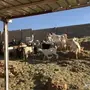 ماعز متابيع 