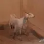 معزى ولد