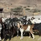عوارض صنف طيبه