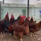 بيض فرنسي احمر مخصب فقاسات ( سلاله نقيه )