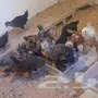 صوص بلدي العمر 3 شهور 