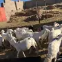 ضان حرش للبيع