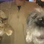 زوج كلاب بكنواه ( بكنيز ) 