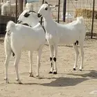 جفار بيشيات كحل فواخر ماشاءالله جرم وارتفاع ومد دفيع ثنايا