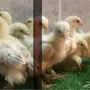 صوص برهما تب 