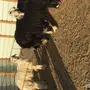 خرفان ناهيه للبيع نجد