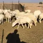 غنم للبيع 