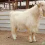مصري ابرص