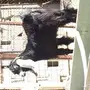 تيس عارضي صنف الصنف معرف