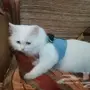    قطة شيرازية بيضاء للبيع 