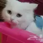  قطة شيرازية بيضاء للبيع ( قط  هرة  هر  قطوة 