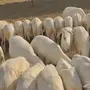 ضان حرش 