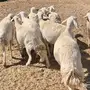 حرش كفوا من 320