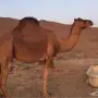 مدني ساحليه كفوو 