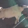 4 تيوس بورقوت الزلفي