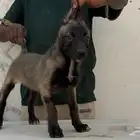 اجروين ذكر وانثي مالينو دارك