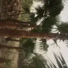 نبيع نخيل الواشنطونيا واشجار الزينه