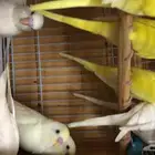 طيور حب البينو لاتينو اينو طبات