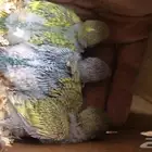 بادجي طيور الحب مع فروخها